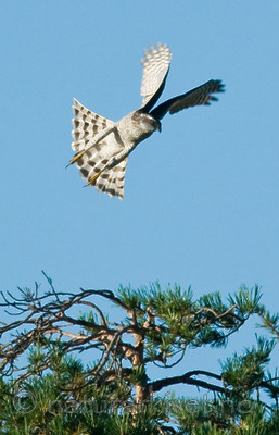 BB 10 0159 / Accipiter nisus / Spurvehauk